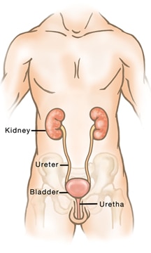 urinvej – mandens krop